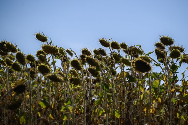 A Saint-Ciers-sur-Bonnieure, en Charente, un champs de tournesol grillé par les fortes chaleurs.