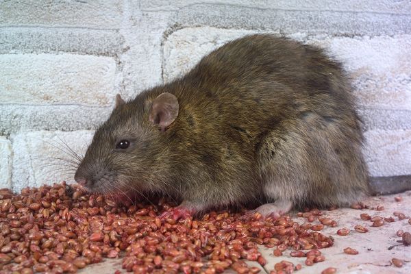 Un invité indésirable est de plus en plus aperçu dans les logements de Clermont-Ferrand.