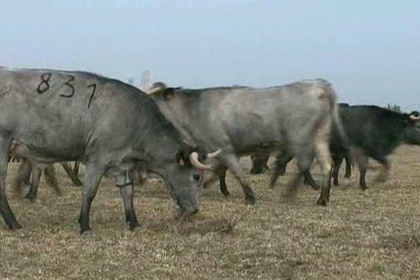 La viande de taureau de Camargue est une viande maigre et rouge sombre.