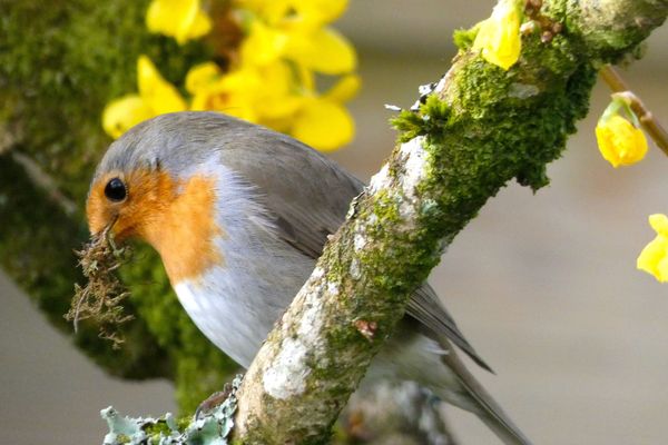 Un joli Rouge-gorge sur un arbre perché