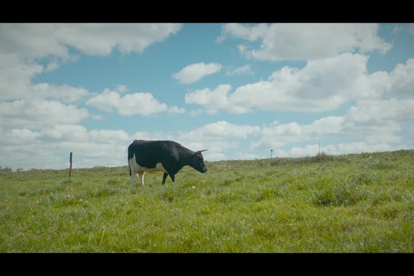 Revoir nos petites vaches. Film de Patrice Laidin. Ici, la race Bretonne pie noir.