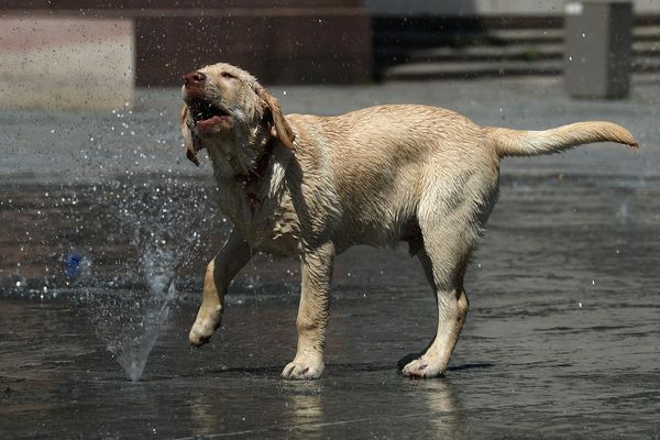 En période de fortes chaleurs, il est indispensable d'être vigilant et de surveiller l'état de santé de son animal.