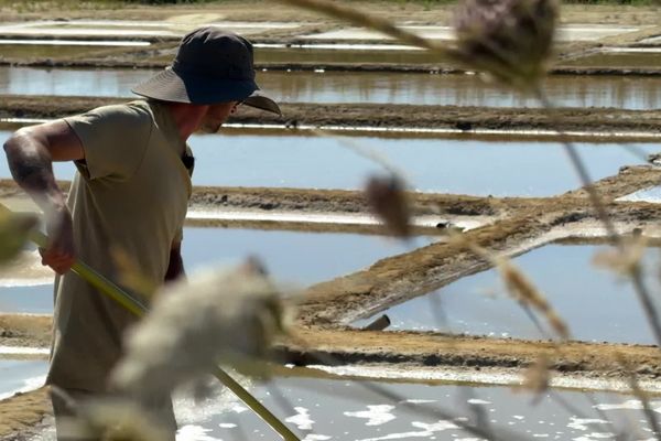 La saison 2024 de récolte du sel a commencé avec deux mois de retard à Oléron, à cause des conditions climatiques.