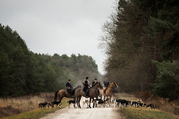 Des chasseurs à courre ont été condamnés pour avoir violemment agressé des militants de la cause animale en février 2019 en forêt de Brocéliande (Ille-et-Vilaine).