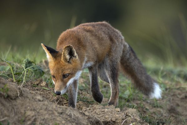 Les renards