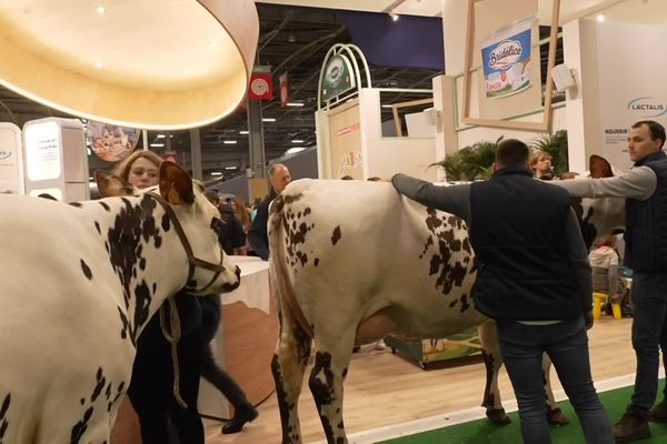 Deux vaches normandes foulent la moquette du stand de Lactalis au salon de l'agriculture le 26 février 2024