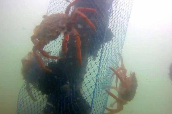 Des araignées filmées lors d'un raid sur les pieux de moules