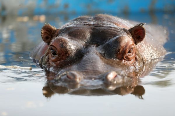 Des images diffusées par One Voice ont suscité de vives polémiques il y a quelques jours.