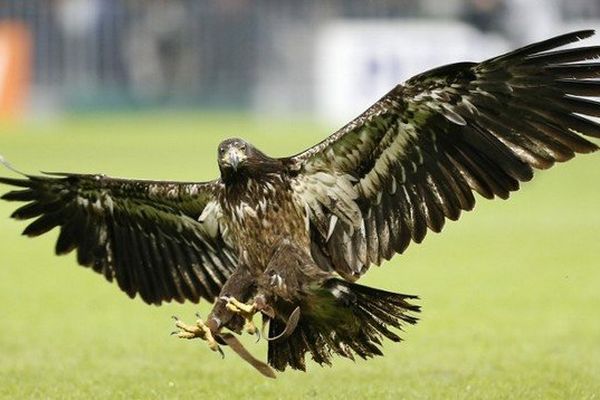 L'aigle du club, Messi prendra son envol avant le début du match.