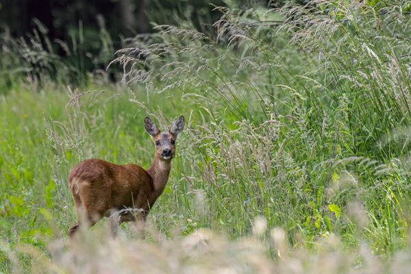 Au printemps, les biches, cerfs et chevreuils peuvent avoir un comportement étrange : ils sont en réalités, un peu éméchés