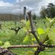 À cause des températures très douces en février, les vignes corréziennes ont quinze jours d'avance en ce début avril.