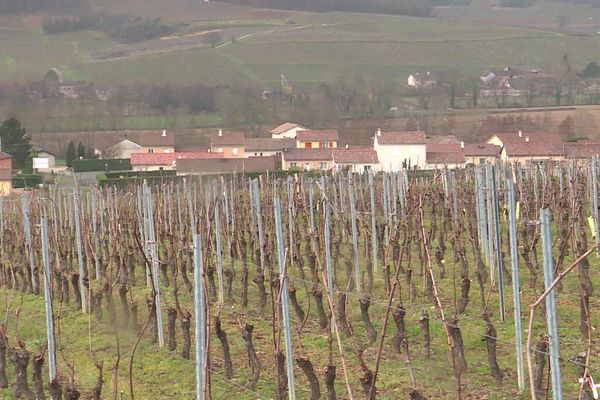 ARCHIVES. Des vignes à Tournus.