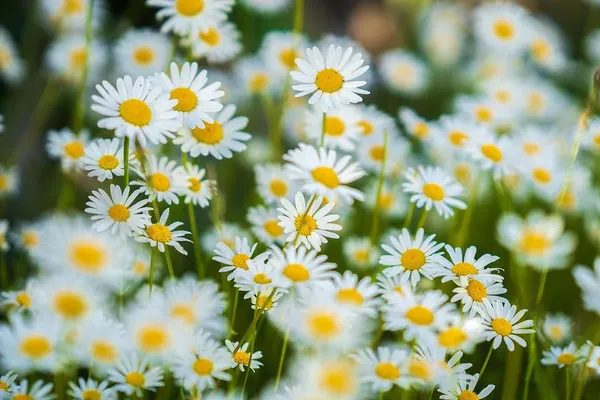 Un voile sur notre jeudi matin, puis l'après-midi sera de plus en plus printanier