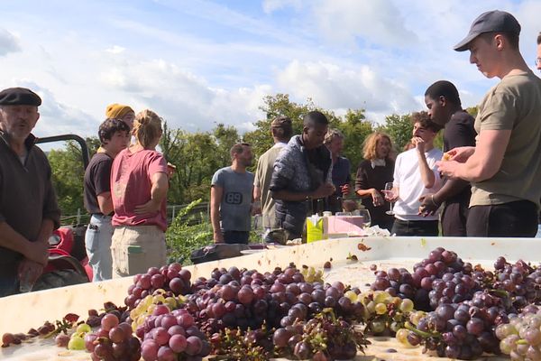 A Freneuse, près d’Elbeuf, c’est l’heure de la récolte pour ces plants de pinot gris.