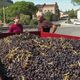 Les vendanges 2024 sont catastrophiques dans le Roussillon. A Maury, les vignerons tirent la sonnette d'alarme et réclament des aides significatives.