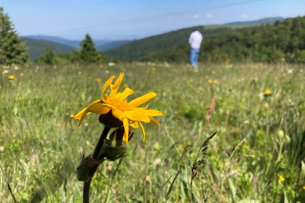 L'arnica a peu fleuri en 2023 en raison de la chaleur et du manque de précipitation en juin.