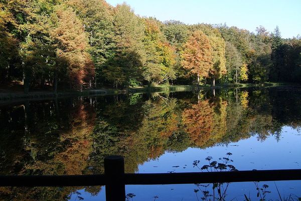 Dans l'Orne, en forêt de Bellême, couleurs d'automne et palette de saison...