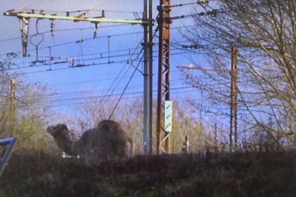 Un dromadaire se baladait sur les voies de la ligne R du Transilien.