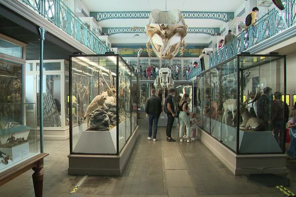 Le musée d'histoire naturelle de Lille ouvert en nocturne lors de la Nuit des musées en 2021.