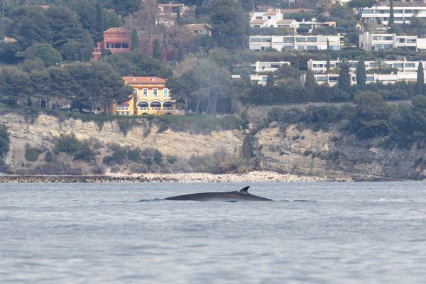 Une patrouille d'agents du parc national des calanques à Marseille a observé un rorqual commun en quête de nourriture près d'En Vau.