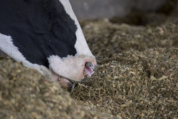 Un couple d'éleveurs du Cantal a perdu 23 vaches, frappées par la foudre, dans la nuit de dimanche à lundi 19 juin. (Photo d'illustration)