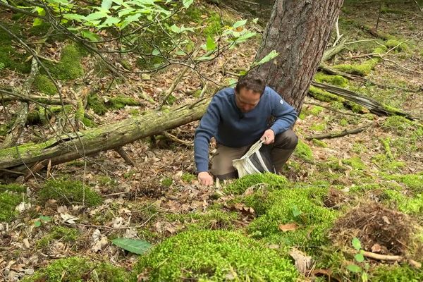 Morilles au printemps, cèpes en automne, girolles en été... Nicolas Six connaît et cueille tous les champignons qu'il trouve.