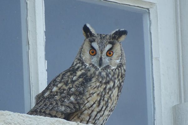 Le hibou moyen-duc au repos sur l'une des fenêtres du roi des phares