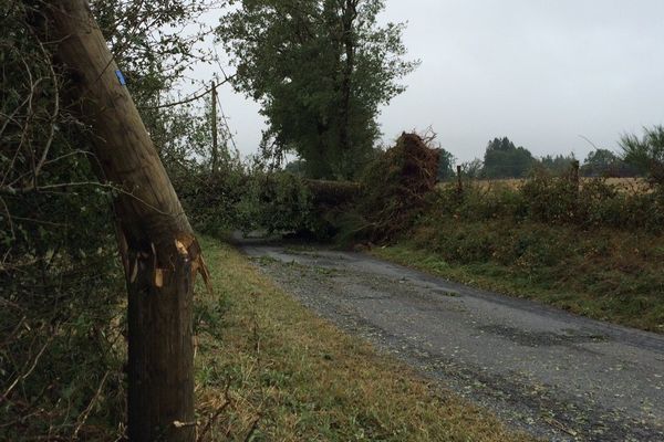 Des arbres, parfois centaines, sont tombés sur la route à Salles-Curan (Aveyron). Les fils téléphoniques sont tombés avec.