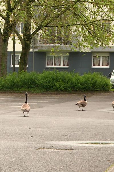 Les oies Bernache cohabitent avec les joueurs de football châlonnais depuis près de trente ans.