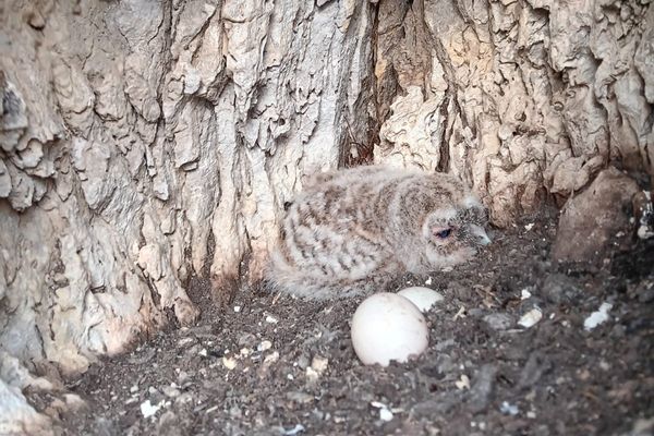 La jeune chouette hulotte retrouvée dans le massif des Bauges est âgée de seulement quelques semaines.