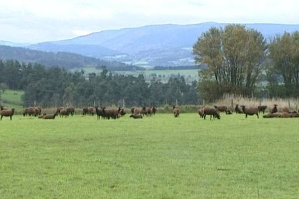 Quinze brebis de ce troupeau de 33 têtes ont été attaquées dans la nuit du 12 au 13 octobre alors qu'elles étaient en estive sur la commune de Pradelles, en Haute-Loire.