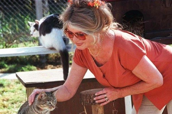 Saint Tropez Brigitte Bardot Recherche Son Chat Prefere Rontonton Et Offre Une Recompense