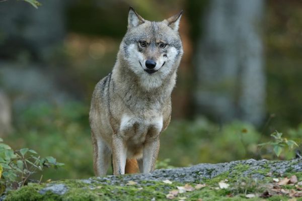 L'Union européenne veut abaisser le statut de protection du loup.