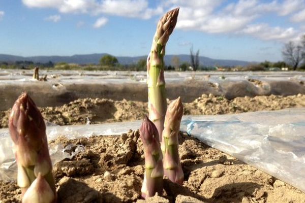 Les asperges de Puichéric poussent dans la terre sablonneuse d'un étang asséché.