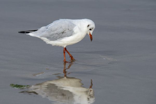 Une mouette rieuse, en septembre 2019. (illustration)