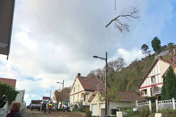 Les arbres élagués sont descendus lentement avec une grue et survolent les maisons.