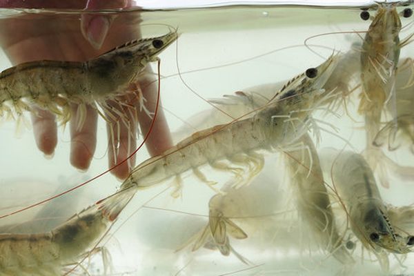 Agriloops va multiplier sa production de gambas.