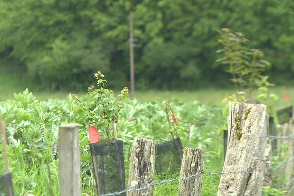 Les agriculteurs du GAEC Delacroix-Legain ont choisi de produire du méteil, un mélange de céréales et de protéagineux qui n'a besoin d'aucun produit phytosanitaire.