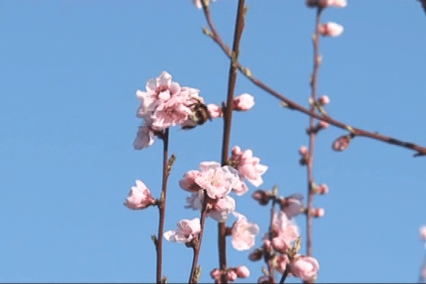 Les insectes butinent déjà sur les arbres fruitiers des Pyrénées-Orientales