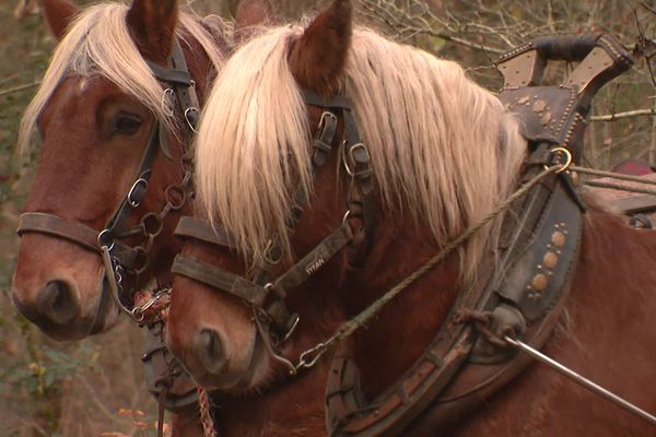 Le débardage à cheval présente de nombreux avantages par rapport au débardage au tracteur, plus courant.