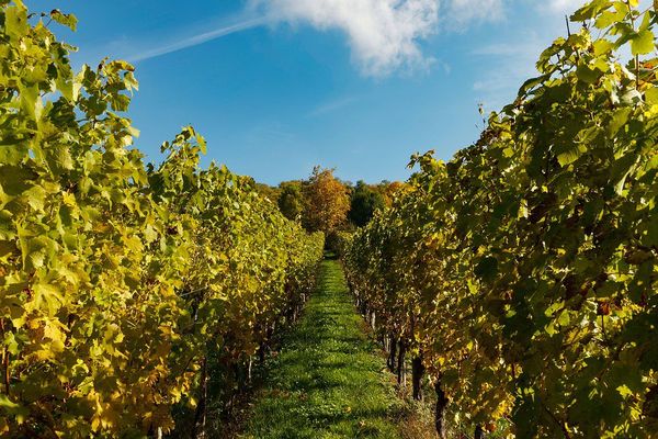 Comme tous les ans, la Bourgogne recrute pour les vendanges, près de 2 000 postes sont à pourvoir