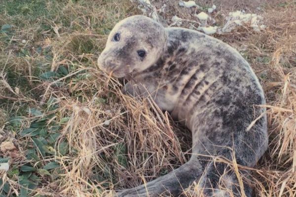 Un jeune phoque perdu et secouru sur un sentier de la côte sauvage de Quiberon