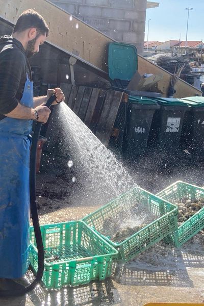 Les huîtres de l'étang de Leucate dans l'Aude ont du succès.