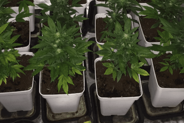 Les plants de cannabis découverts dans le sous-sol d'une maison de Mormoiron.