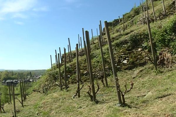 Des vignes ont été plantées sur ces terrasses dès le VIIème siècle.