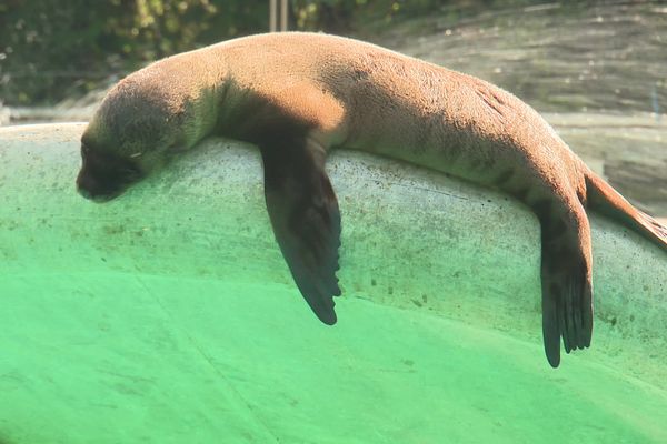 Les naissances, notamment d'otaries ont attiré des visiteurs