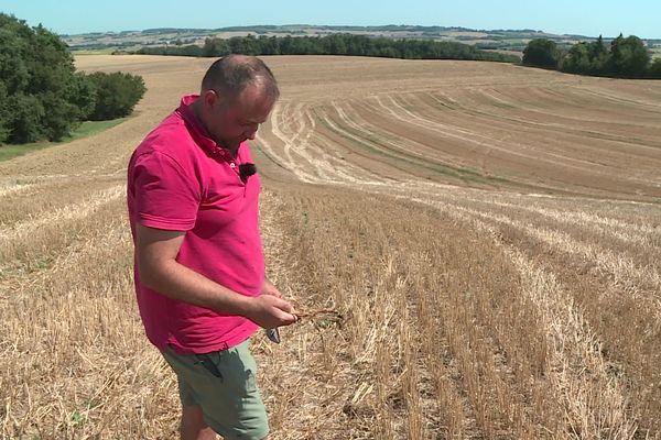 Les récoltes de Stéphane Zanchetta basé à Nougaroulet (Gers) sont en baisse cette année.