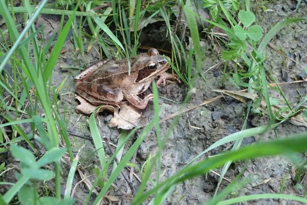 La grenouille agile fait partie des espèces qui fréquentent le Parc Naturel Régional de la Forêt d'Orient.