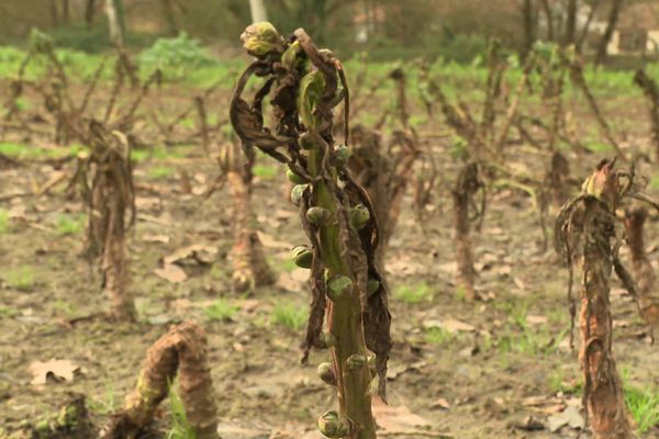 Dans ses champs niortais, l'association "Nature Solidaire" a perdu entre 50 et 100 % de ses navets, poireaux et choux en raison des dernières crues.