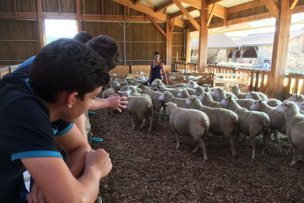 Ovins de la ferme expérimentale du Mourier (87)